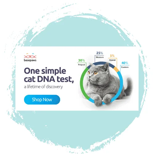 Featured image for Basepaws Dog DNA Test Review (2026)